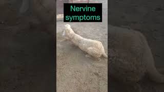 Nervine symptoms l dr umar khan [upl. by Dewees]