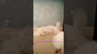 cotondetulear  quotChloe amp Sophie dolcezza infinitaquot 🍀 puppy pets doglife cucciolo funny [upl. by Okemak]