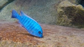 Masimbwe Island Lake Malawi  African Cichlids  HD Underwater Footage [upl. by Nylauqcaj]