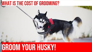 Grooming a Siberian Husky What You Need amp How to Do It [upl. by Yortal962]