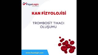 FİZYOLOGİC KAN FİZYOLOJİSİ  TROMBOSİT TIKACI OLUŞUMU [upl. by Acirtap]