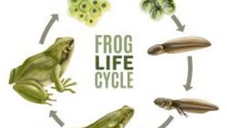 Development stages of frog 🐸 [upl. by Ynnohj]