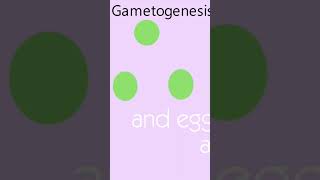 Gametogenesis Explained gametogenesis [upl. by Yesmar]