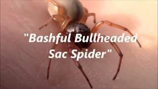 Bashful Bullheaded Sac Spider [upl. by Nipahc]