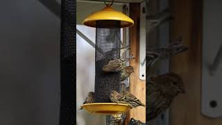 Pine Siskins Feeding on Nyjer From a Stokes Select Finch Screen Feeder [upl. by Rebma]