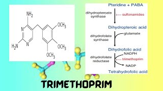 Trimethoprim I Antimetabolite I Antibiotic [upl. by Nylrehs]