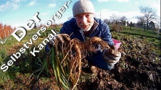 Haferwurzeln im Garten Anbau und Geschmack [upl. by Tound216]