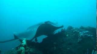 Smooth Stingray Dasyatis brevicaudata [upl. by Nelloc]