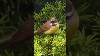 Fantail  Pīwakawaka call birds nature New Zealand [upl. by Analim]