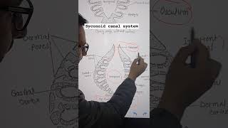 Syconoid Canal System [upl. by Kus]