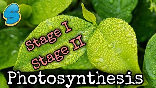 Photosynthesis stages በአማርኛ grade 8 Biology [upl. by Mcmurry]