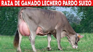 š”´ Raza De Ganado PARDO SUIZO Ventajas y Desventajas ā… Vacas Lecheras PARDO SUIZO [upl. by Zalea]