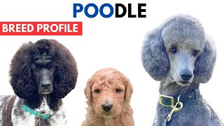 Poodle Breed Profile History  Price  Traits  Standard Poodle Pudel  Grooming Needs  Lifespan [upl. by Kragh]