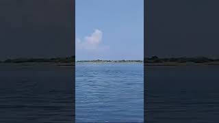 Pulicat lake  BIRD SANCTUARY viralvideo trending shorts [upl. by Mercie]