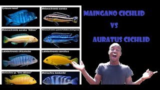 Auratus Cichlid or Maingano Cichlid which is the better keep [upl. by Sylvester]