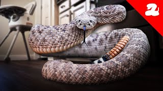 Rattlesnake Gets Into the Kitchen [upl. by Auqenwahs]