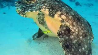 Tasseled Wobbegong Shark Mating In Raja Ampat 鬚鯊交配在四王群島 [upl. by Ayiak5]