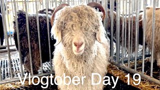 Rhinebeck  New York Sheep and Wool  Vlogtober Day 19 [upl. by Nuli]