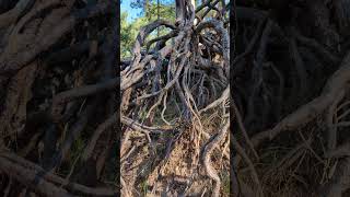 Explore the Hidden Beauty of Corsican Pine Roots in North Norfolk [upl. by Ordnajela]