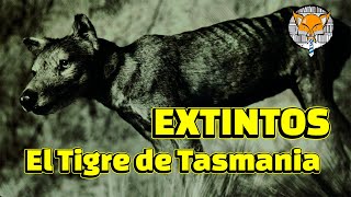 Extintos El Tigre de Tasmania [upl. by Heady]