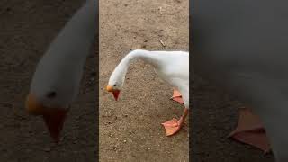 Silly goose hissing at me animals [upl. by Anitsyrhk]