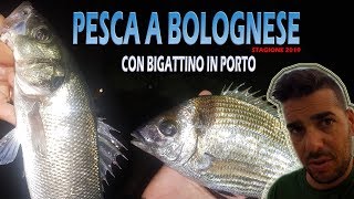 Pesca a Bolognese con Bigattini in porto al sarago e spigola [upl. by Sasnak459]