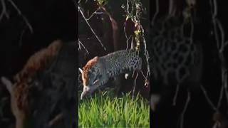 Cheetahs attack crocodiles cheetah hunting crocodile amazing shorts [upl. by Erminia55]