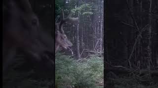 Handsome Maine Buck [upl. by Morris]