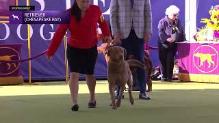 Retrievers Chesapeake Bay  Breed Judging 2024 [upl. by Spector]