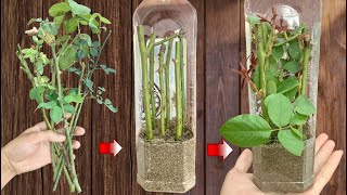 🌹Secret to propagating thousands of rose plants by cuttings at home [upl. by Bobinette168]