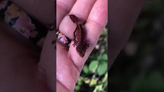 Satanic leaf tailed gecko hatchlings Uroplatus Phantasticus nature babygecko geckolife gecko [upl. by Laresa]