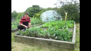 The Best way to plant out Brassicas and Time Lapse of the Greenhouse [upl. by Kcired]