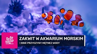 54 Zakwit bakteryjny w akwarium morskim i inne przyczyny mętnej wody  START AKWARIUM MORSKIEGO [upl. by Nahsyar423]