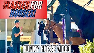 If horses went to school  CLASSES FOR HORSES  self defense mental focus etiquette and more [upl. by Dirk]