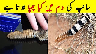 What is inside a Rattlesnakes Rattle  سانپ کی دم میں کیا ہوتا ہے  NYKI [upl. by Heeley]