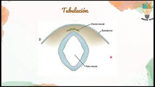 NEURULACION Embriología del SISTEMA NERVIOSO Génesis [upl. by Linders]