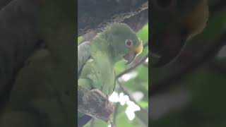 yellowfronted parrot large specimen among wild birds birds animallover animals [upl. by Aillicsirp320]