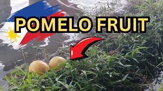 Philippine Pomelo Fruit Enjoy the Taste and its Nutrition [upl. by Nylidam]