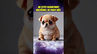 El perrito glotón 🐶 mismascotas babyanimal paramascotas dog chihuahua perro mascotas [upl. by Nowd]