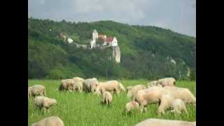 Schäferhund hütet Schafe im Altmühltalwmv [upl. by Elamor]