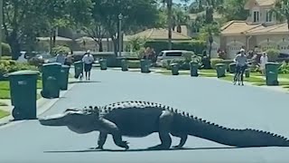 MASSIVE Gator Seen Crossing Road in Upscale Florida Community as Neighbors Gather to Watch [upl. by Marianna779]