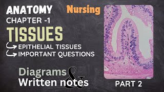 Tissues epithelial tissueChapter 1 part 2 Bsc nursing lesson and notes with diagrams👩‍⚕️ [upl. by Elaina]