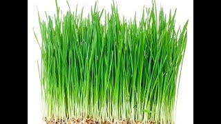 The Health Benefits of Wheatgrass  The Facts [upl. by Larena342]