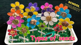 Types of SeedsDifferent types of seedsproject class 5thScience projecttlmtlmideas [upl. by Murton]