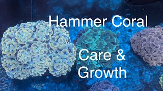 Hammer Coral Care Growth Feeding Dosing Flow Placement Saltwater Coral Reef Aquarium [upl. by Obie]