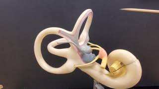 Professor Long  Ear Anatomy 2 Inner Ear [upl. by Earl]