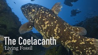 Coelacanths Living Fossils of the Sea [upl. by Brooke]