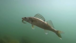 Shoreline Fishing for Walleye in Washington [upl. by Siladnerb729]