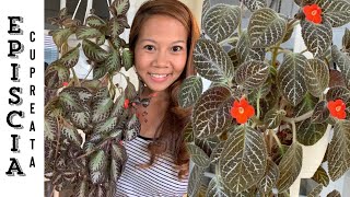 Episcia Cupreata House Plant Care 101 🌿  A girl with a garden [upl. by Narcissus]