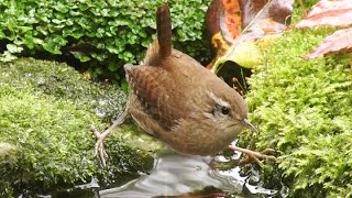 Eurasian Wren Troglodytes troglodytes [upl. by Salazar]